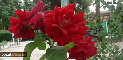 گزارش تصویری از برگزاری مراسم ختم والده محترمه دکتر رضایی در نمازخانه پردیس