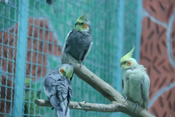 با حضور جمعی از دانشجویان پردیس:

اردوی یزدگردی برگزار شد. 11