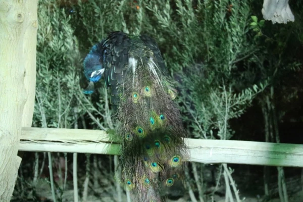 با حضور جمعی از دانشجویان پردیس:

اردوی یزدگردی برگزار شد. 16