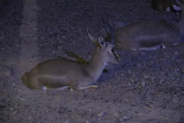 با حضور جمعی از دانشجویان پردیس:

اردوی یزدگردی برگزار شد. 17