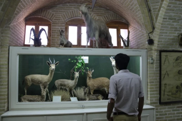 بازدید جمعی دانشجومعلمان پردیس  از موزه علوم طبیعی یزد 13